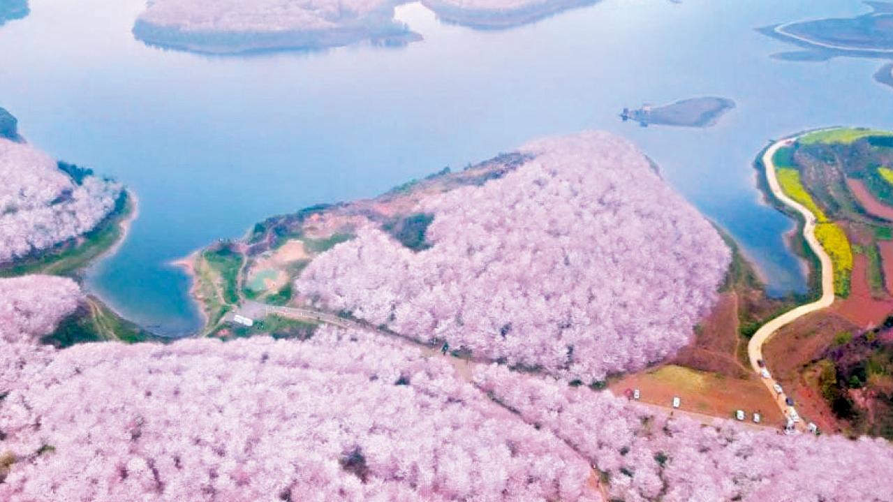 性價比之冠！ 貴州純玩6天團 暢遊中國4個5A級景區 到訪世界規模最大櫻花種植基地