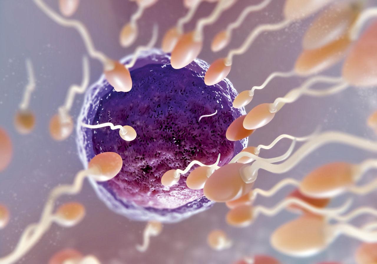 冷凍卵子的利與弊