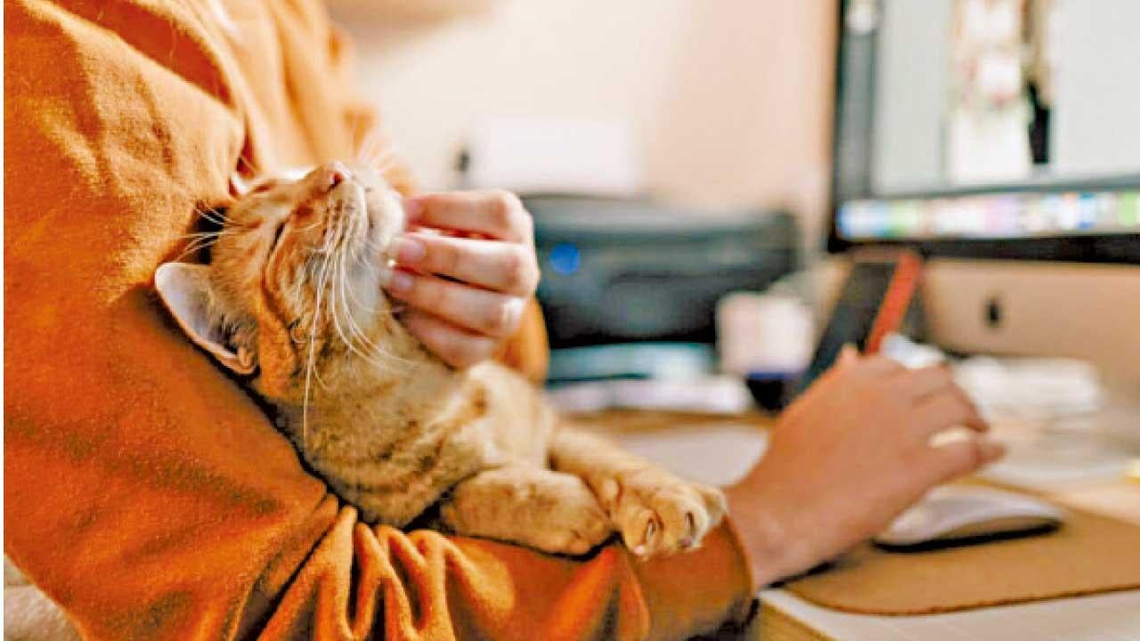 唔好養呀，有菌㗎？