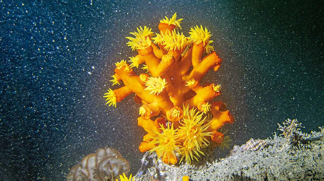 發現維港5處重要底棲生境 蘊35種珊瑚