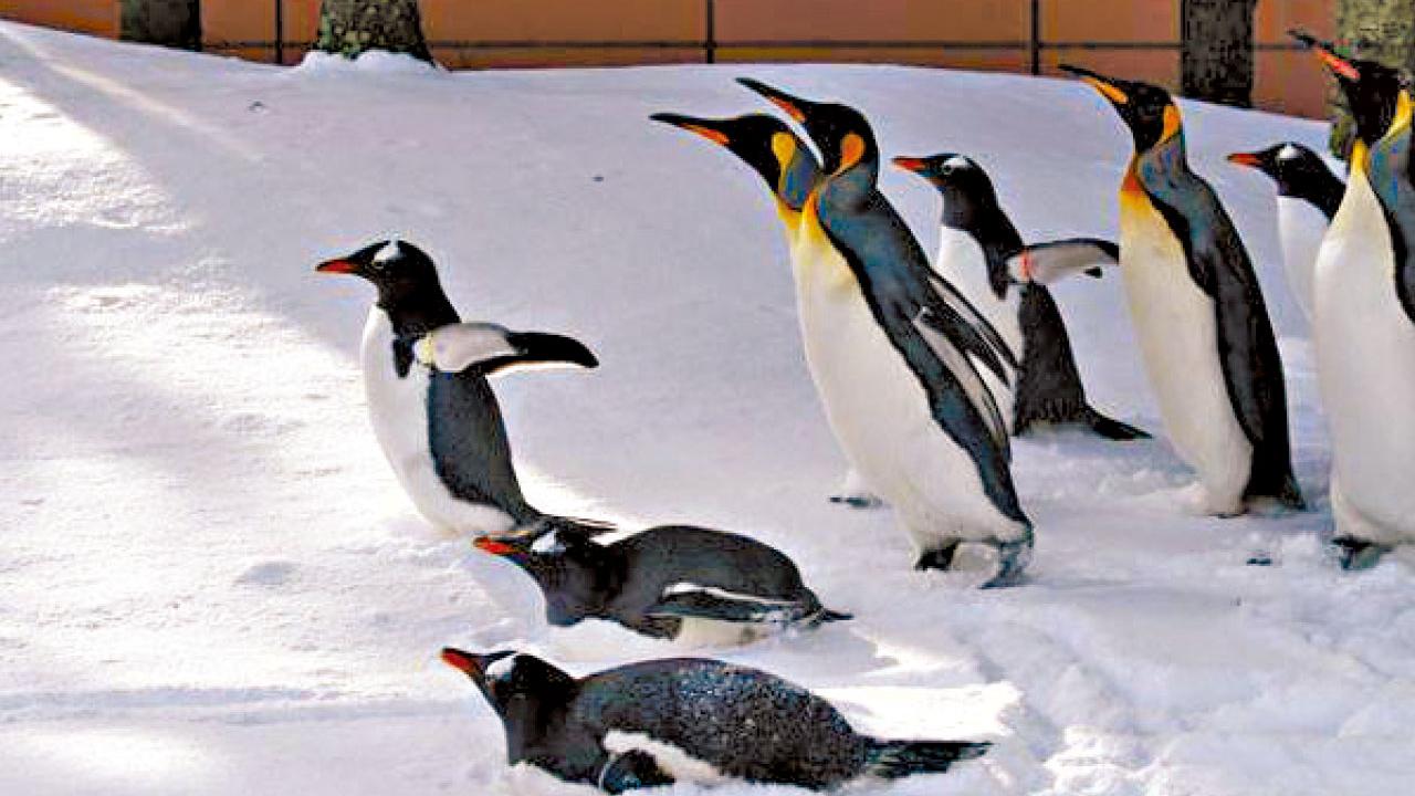 東瀛遊 農曆新年 北海道體驗雪國風情 東京大阪瘋狂掃貨