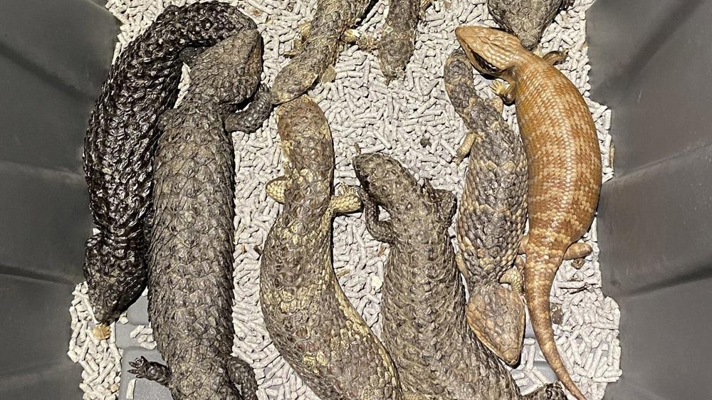 澳洲警察破獲偷運蜥蝪來香港的集團。(新南威爾斯警察圖片)