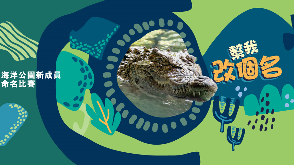 海洋公園於2023年4⽉30⽇從漁護署接收⼀條在八鄉蓮花地發現的雌性非本地原生鱷魚。(海洋公園圖片)