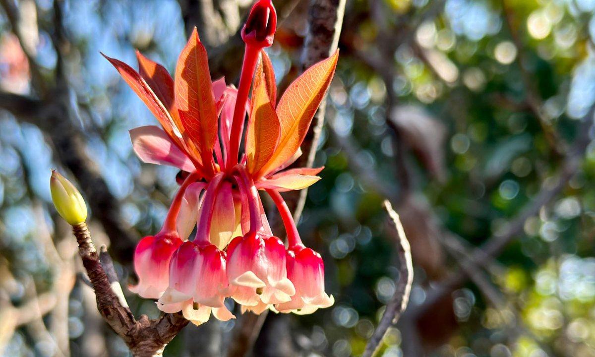 吊鐘花行山路線︱鹿湖郊遊徑大枕蓋行大運