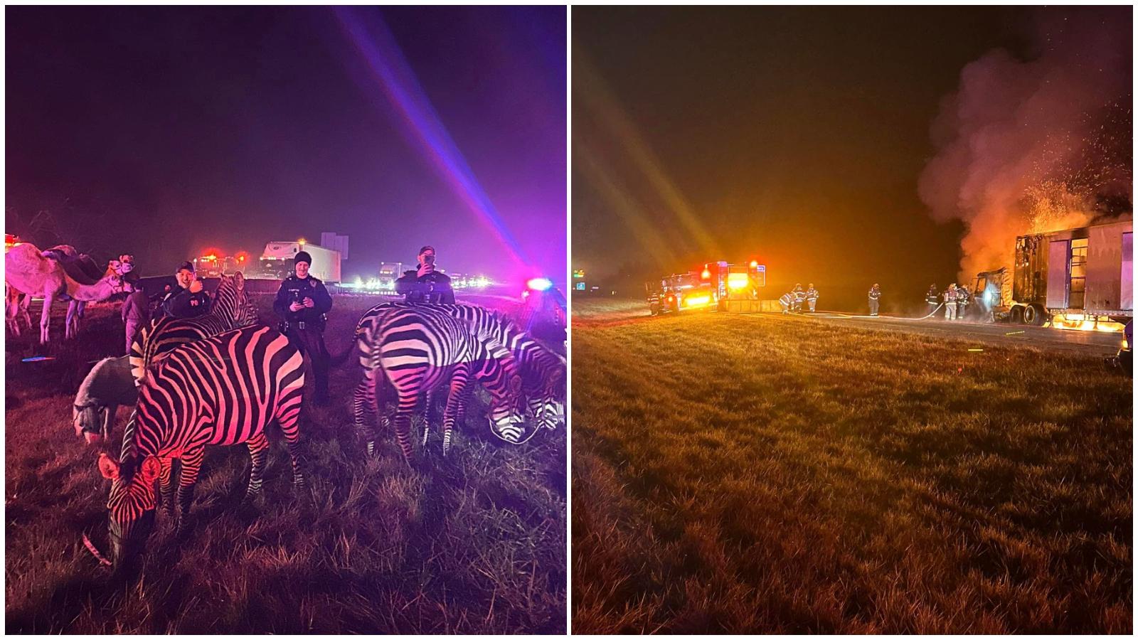 美國馬戲團貨車公路上起火　多匹駱駝和斑馬逃脫上演《荒失失奇兵》