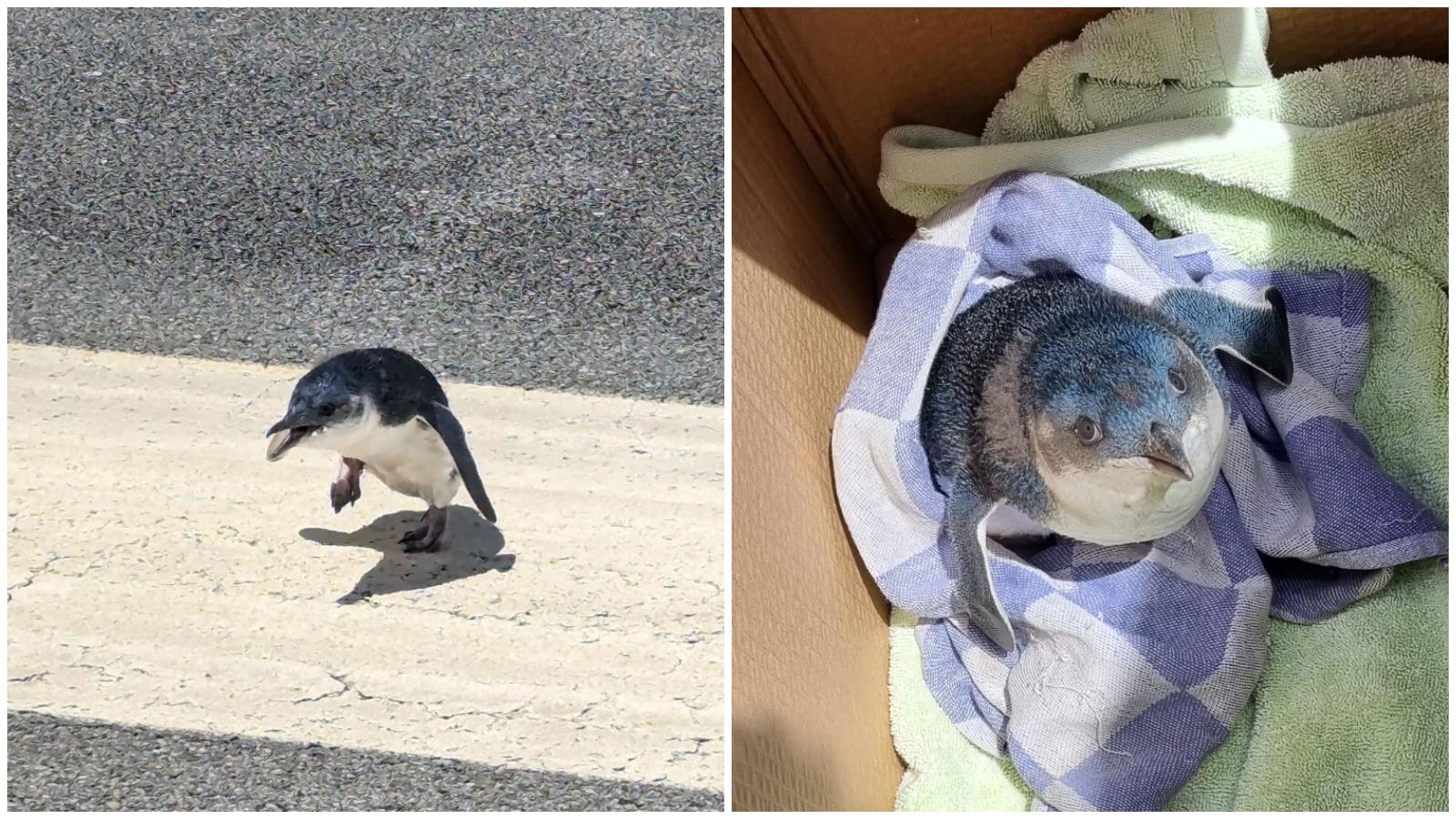 新西蘭機場闖進6周大可愛小企鵝　工作人員煞停航班緊急救援