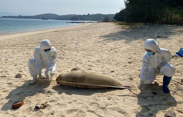豚屍再現｜2024年首宗 成年江豚擱淺東平洲屍體嚴重腐爛