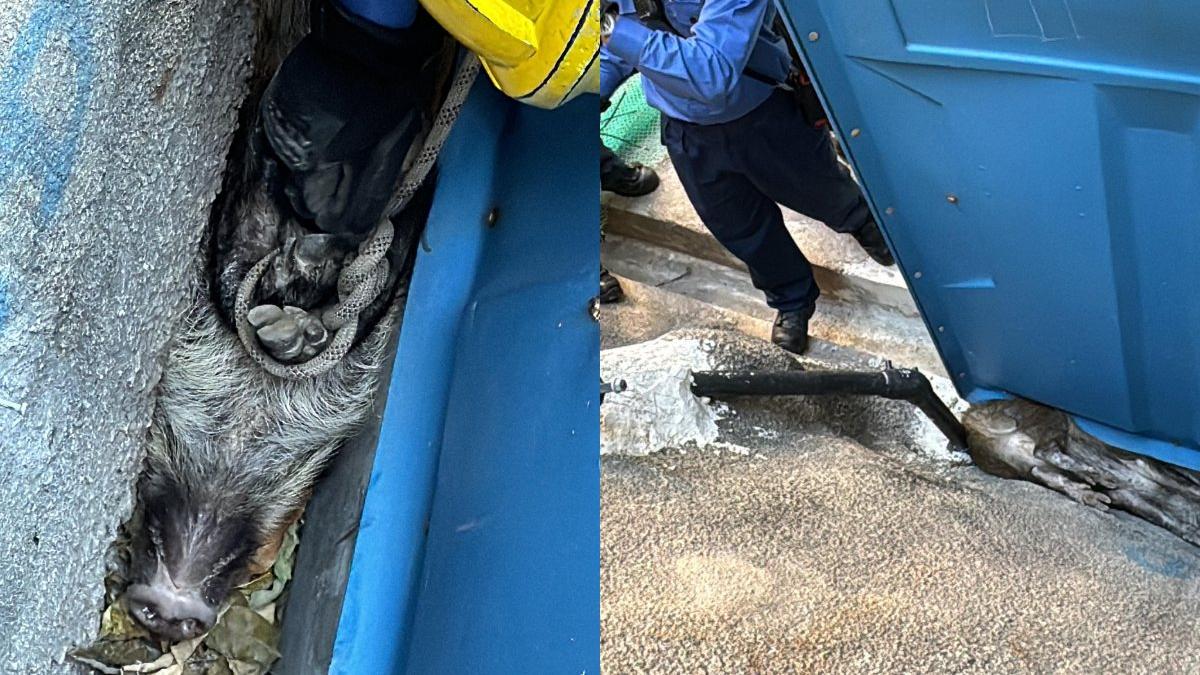 北角建華街野豬被困護土牆下隙縫 四腳朝天