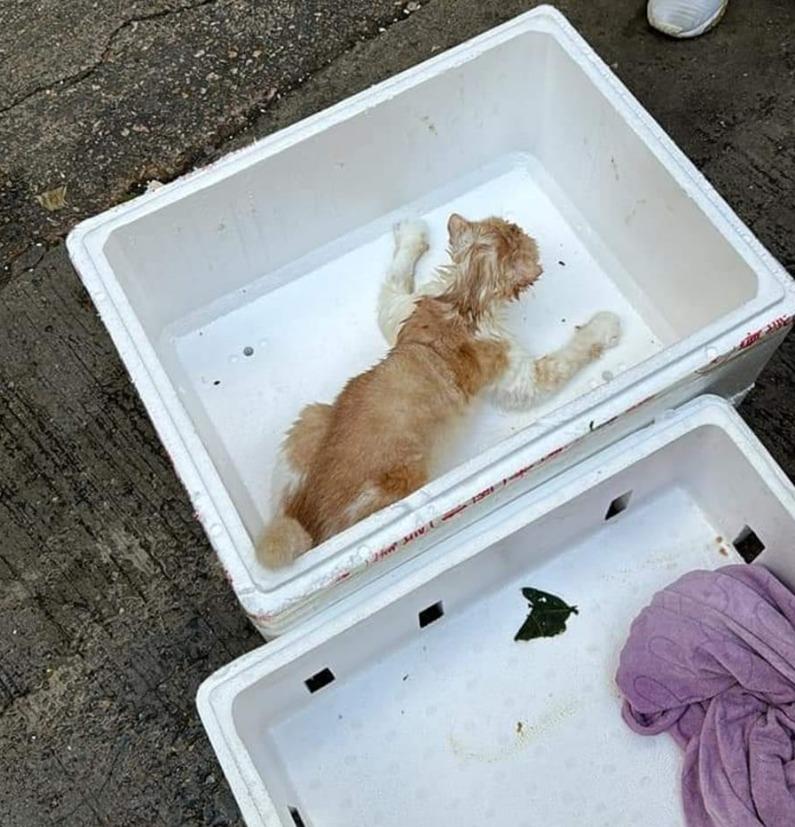 花貓棄牛頭角垃圾站　好心人願收養