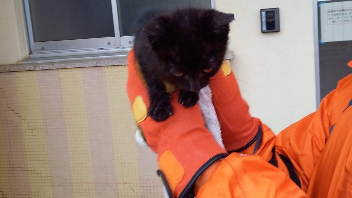 搜救犬在瓦礫堆中發現小黑貓，救牠一命。(互聯網)