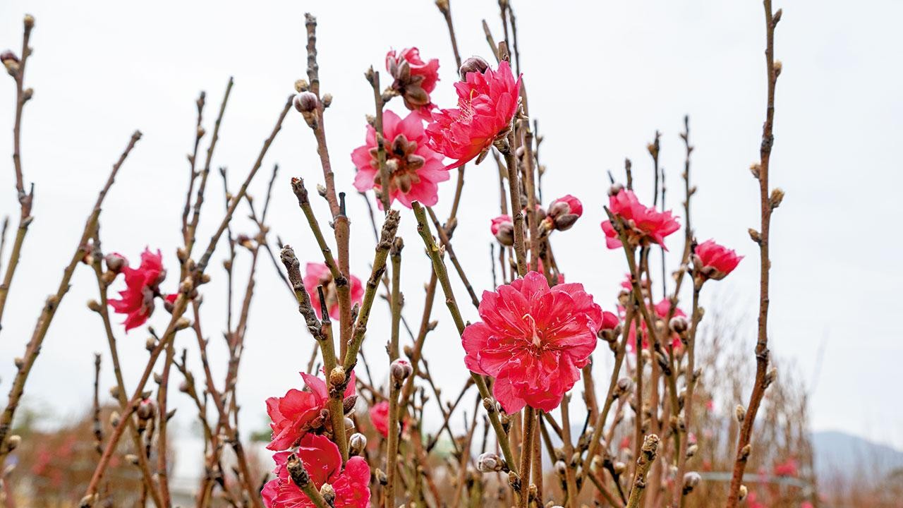 am專題｜年宵市場2.4開鑼 大機構豪買桃花 花農料銷情增半成