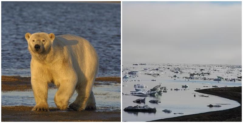 阿拉斯加環境保護部證實去年10月發現一隻北極熊在靠近阿拉斯加州最北部的烏特恰維克(Utqiagvik)死亡，經檢測證實死於高致病性禽流感。(資料圖片)