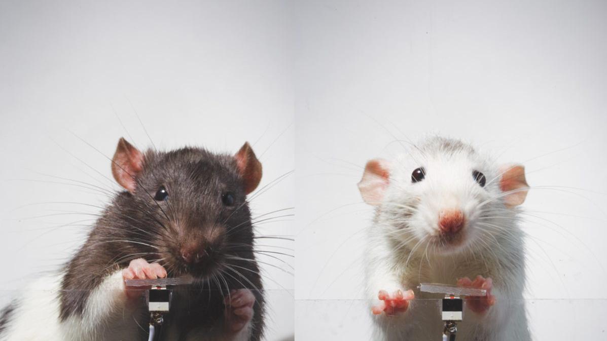 老鼠被法國藝術家訓練而愛上自拍 與人類沉迷上網動機相同？