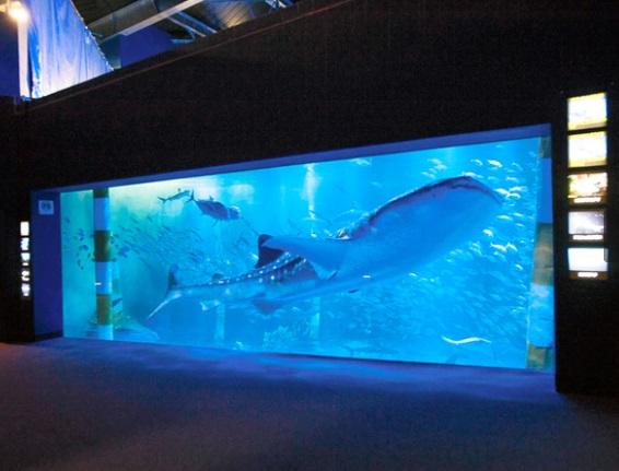 能登島水族館的鯨鯊展示槽。(互聯網)