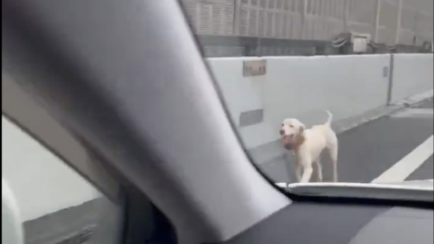 日本一隻狗走上公路，一度令公路造成車龍。(影片截圖)