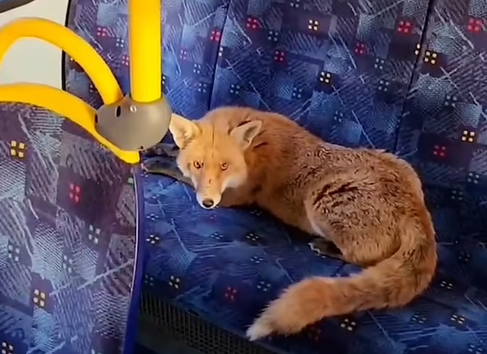 狐狸在光天化日下「搭巴士」。(互聯網)