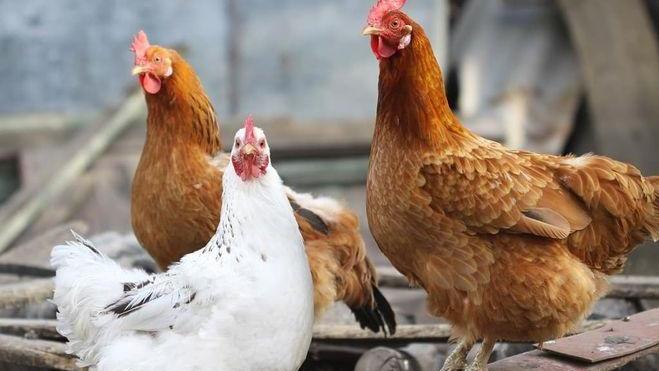 一名22個月大的女童感染禽流感。