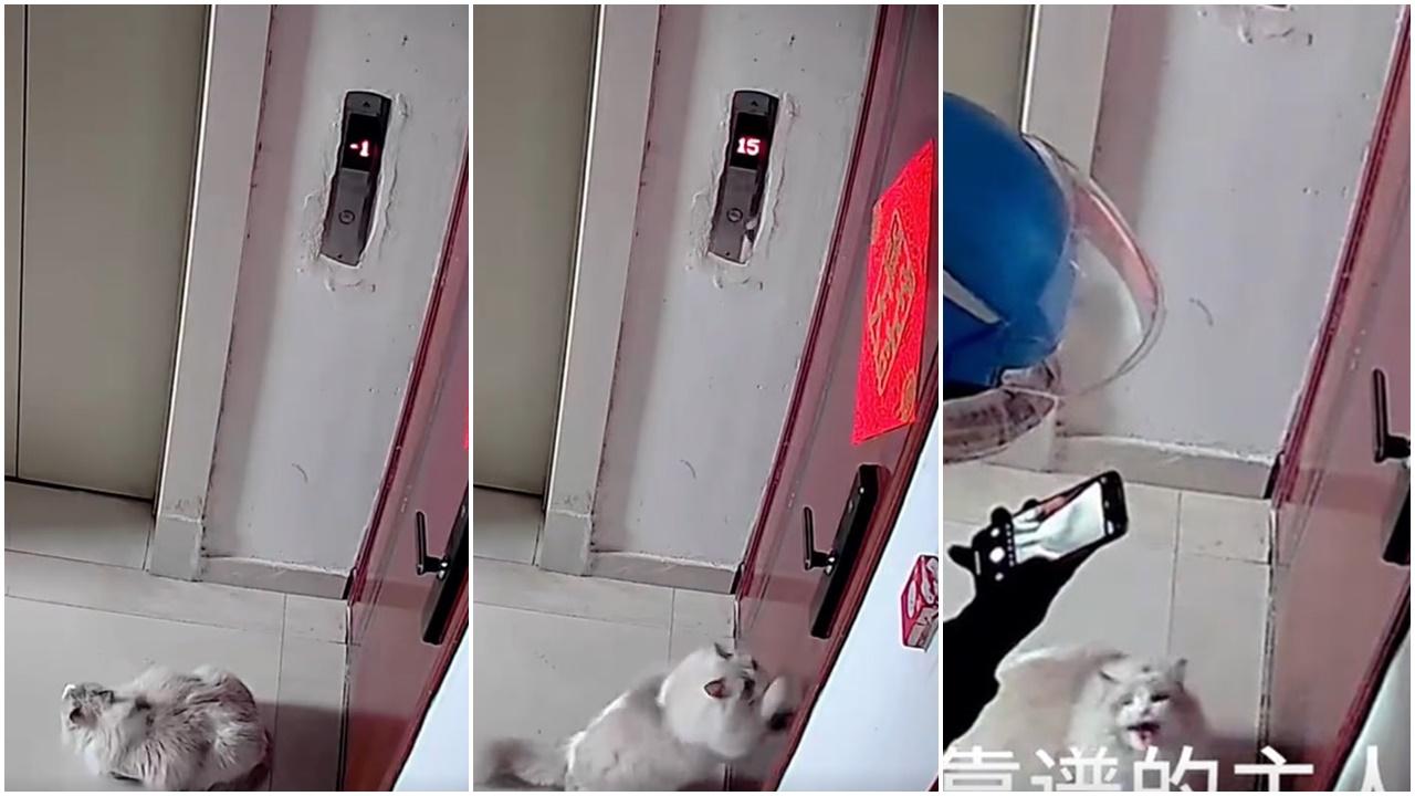 貓貓意外流浪7小時瀕臨崩潰，幸得外賣哥多口問一句。(微博)