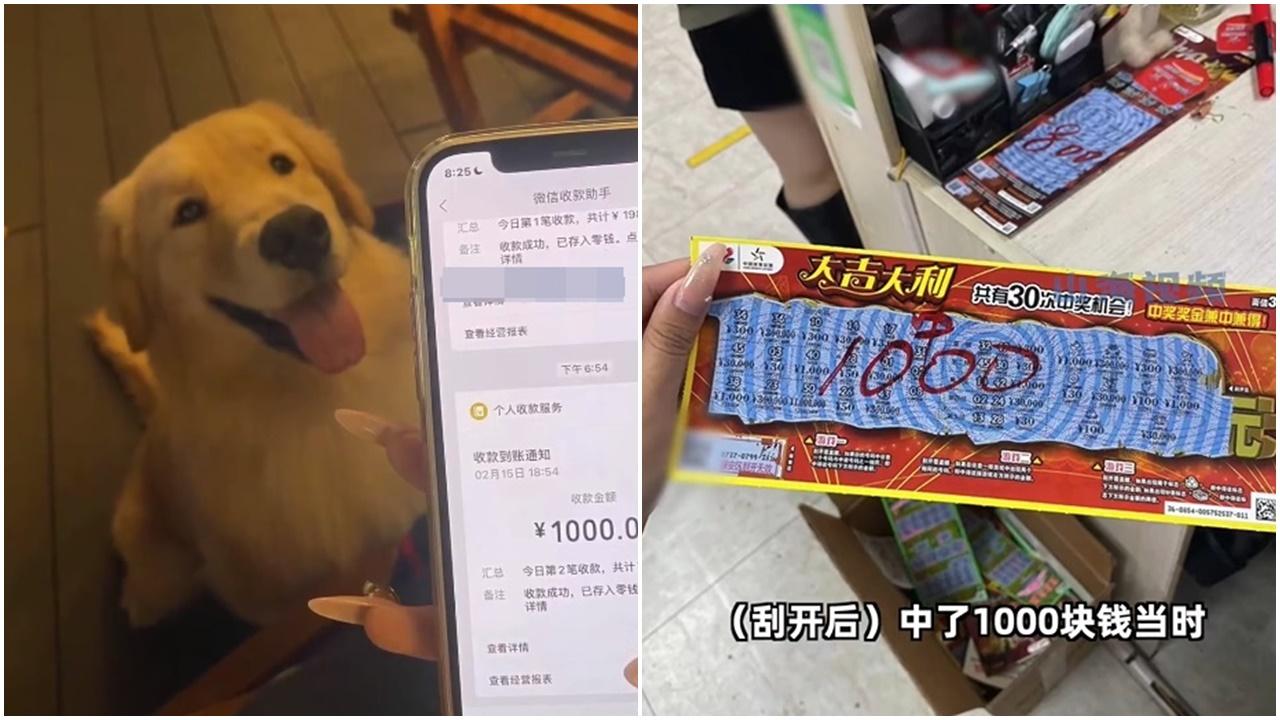 金毛偷獎劵咬意外中獎1000元，第二日又咬再中獎。(微博)