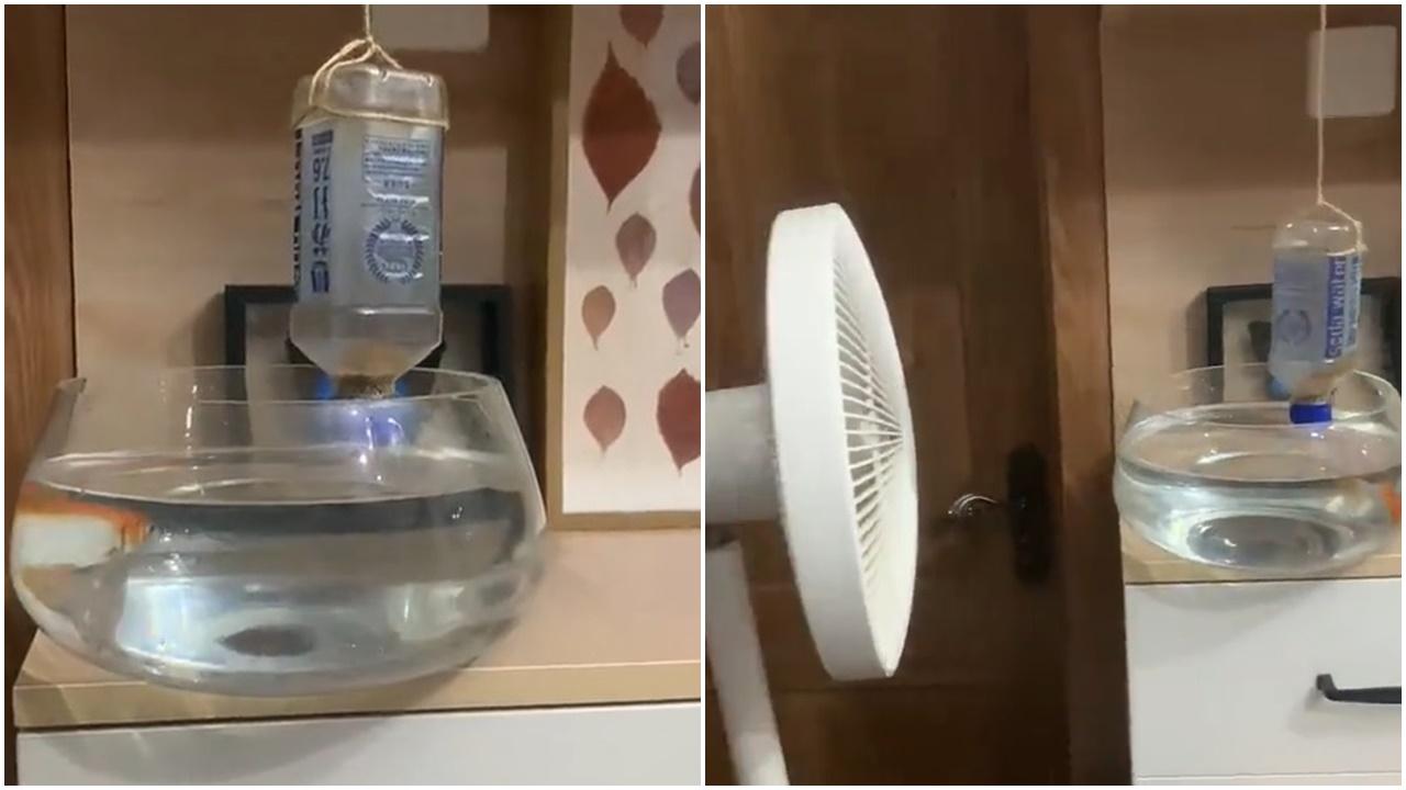 旅行怕無人餵魚，用智能家具DIY搖控餵食器獲讚。(微博)