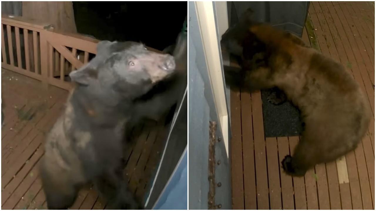 聰明棕熊企圖破狗門入屋，戶主一家險嚇破膽。(FB)