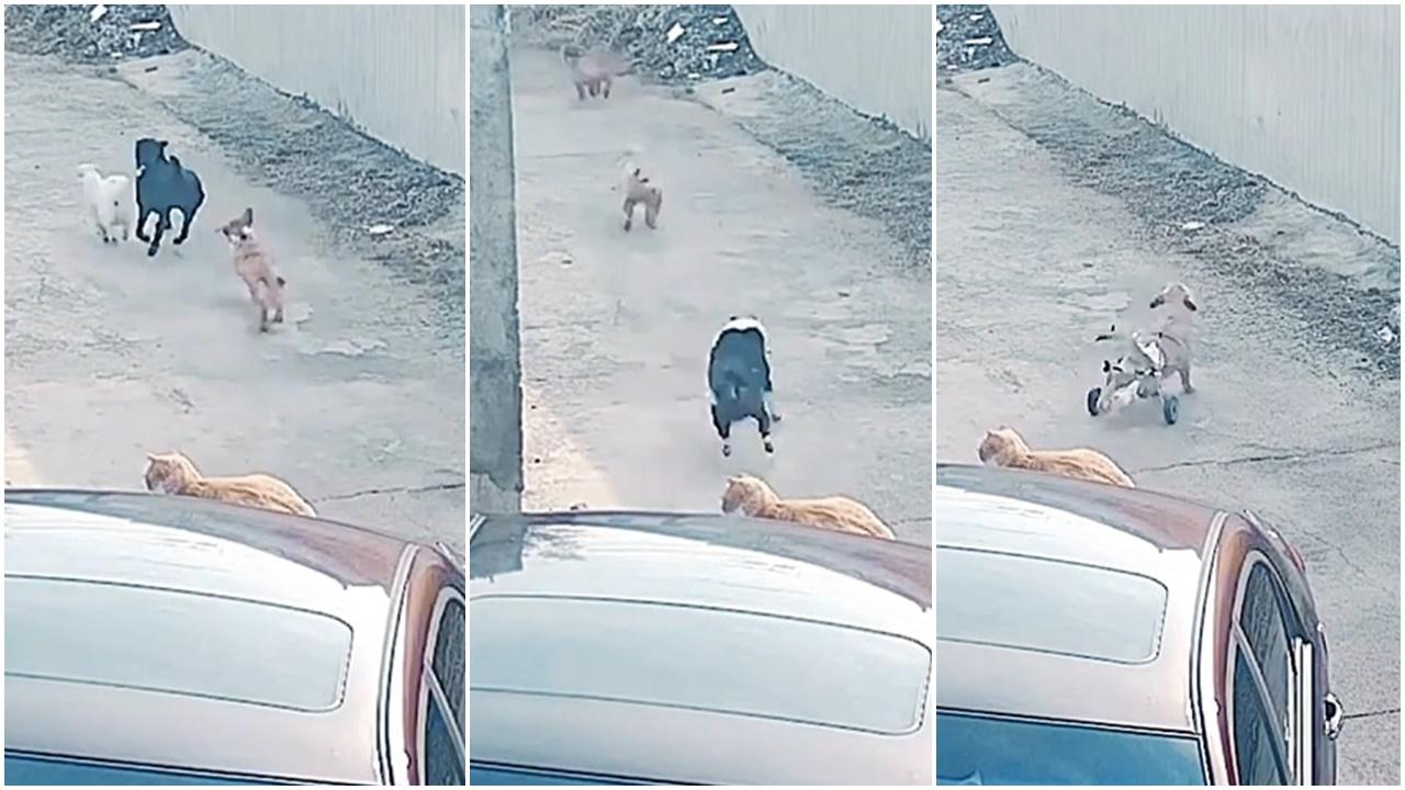 黑狗被欺負班救兵，隔籬屋毛孩傾巢而出連拖輪椅都出動。(微博)