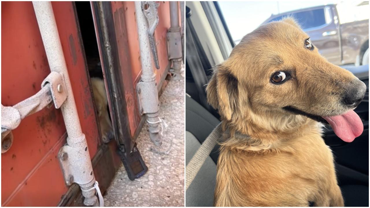 貨櫃驚傳抓門聲，揭毛孩至少被困一星期。(FB)