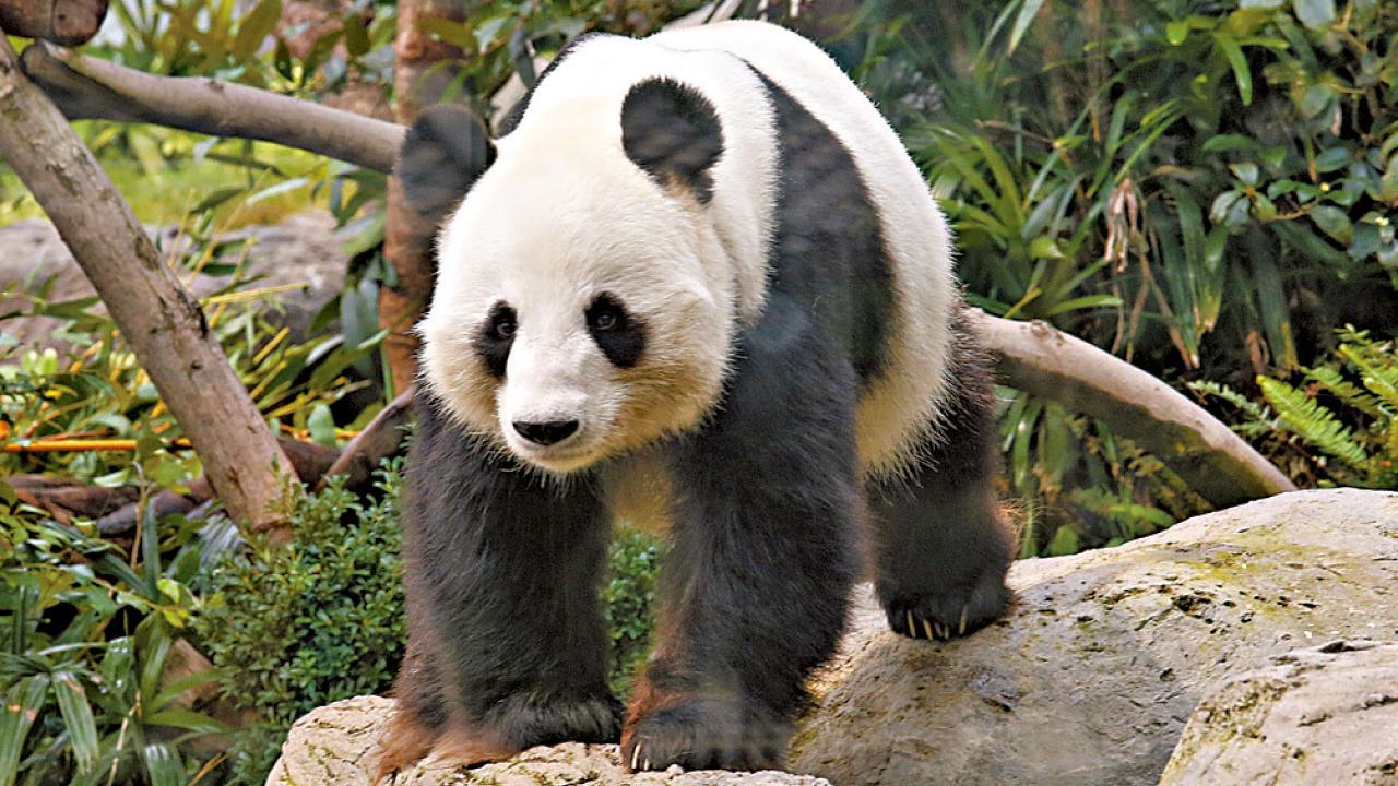 積極爭取再贈送大熊貓 海洋公園︰各設施已準備就緒