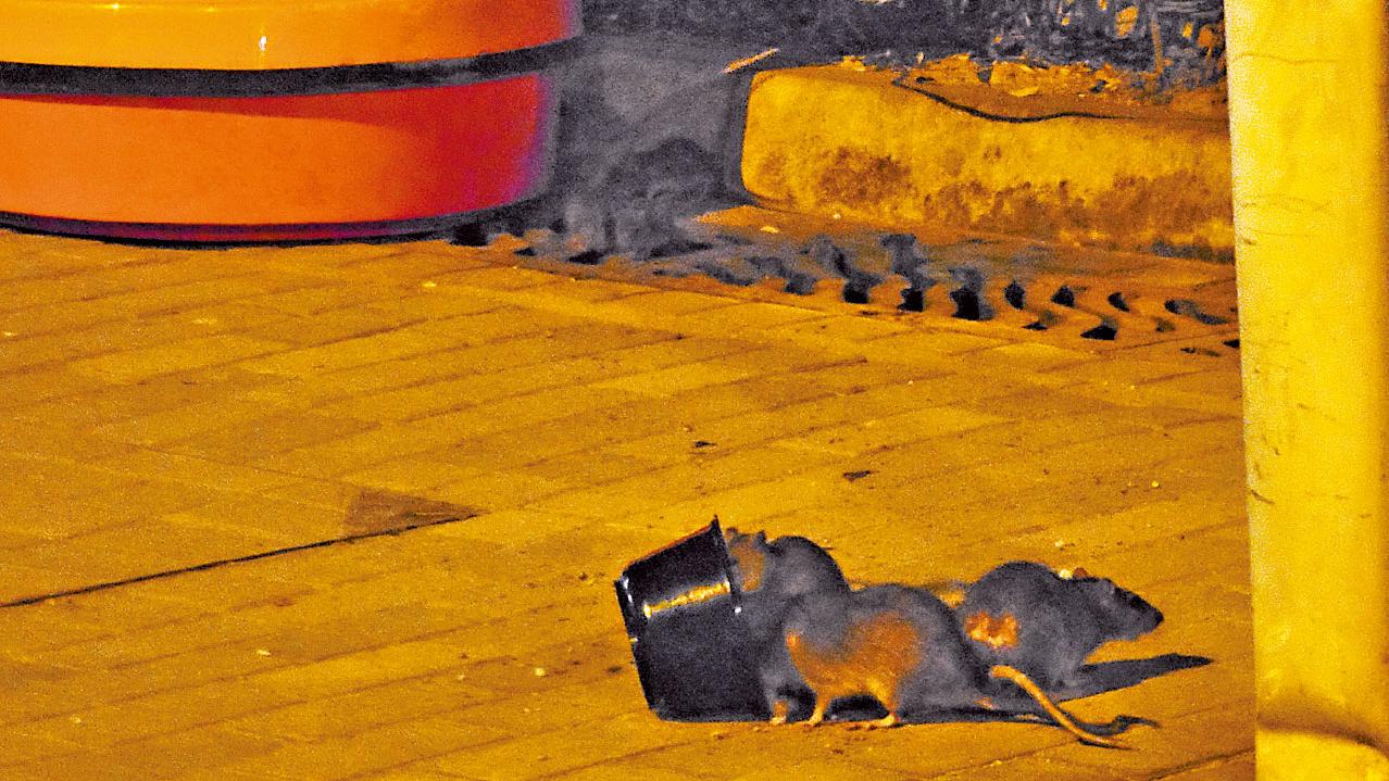 食環署熱能探測及AI監察鼠蹤 設全新鼠患參考指數「無鼠百分比」