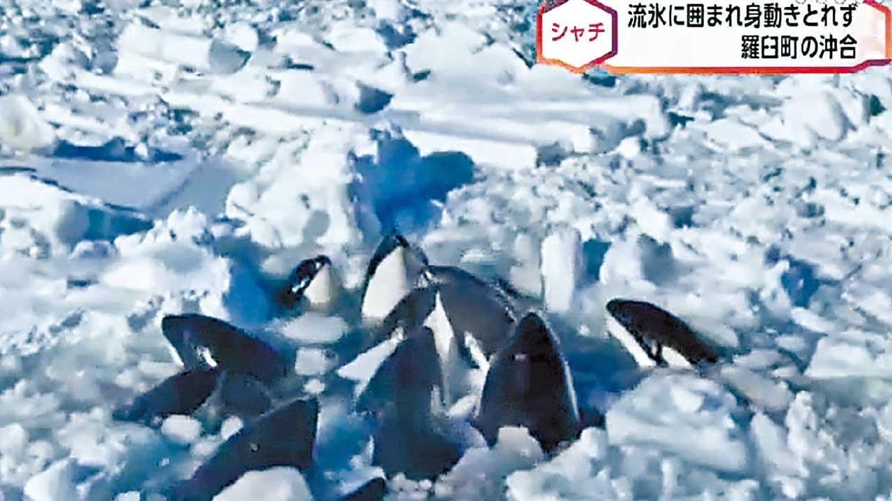 日逾10條殺人鯨被困浮冰已脫困