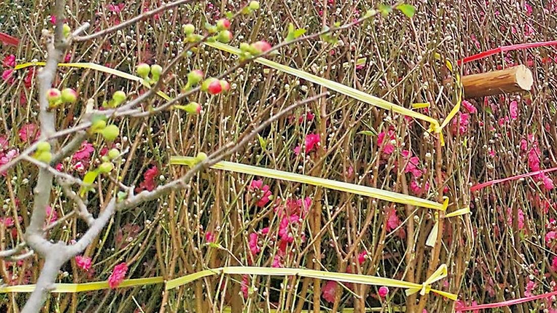 農曆年假料750萬人出入境 初二出境高峰 