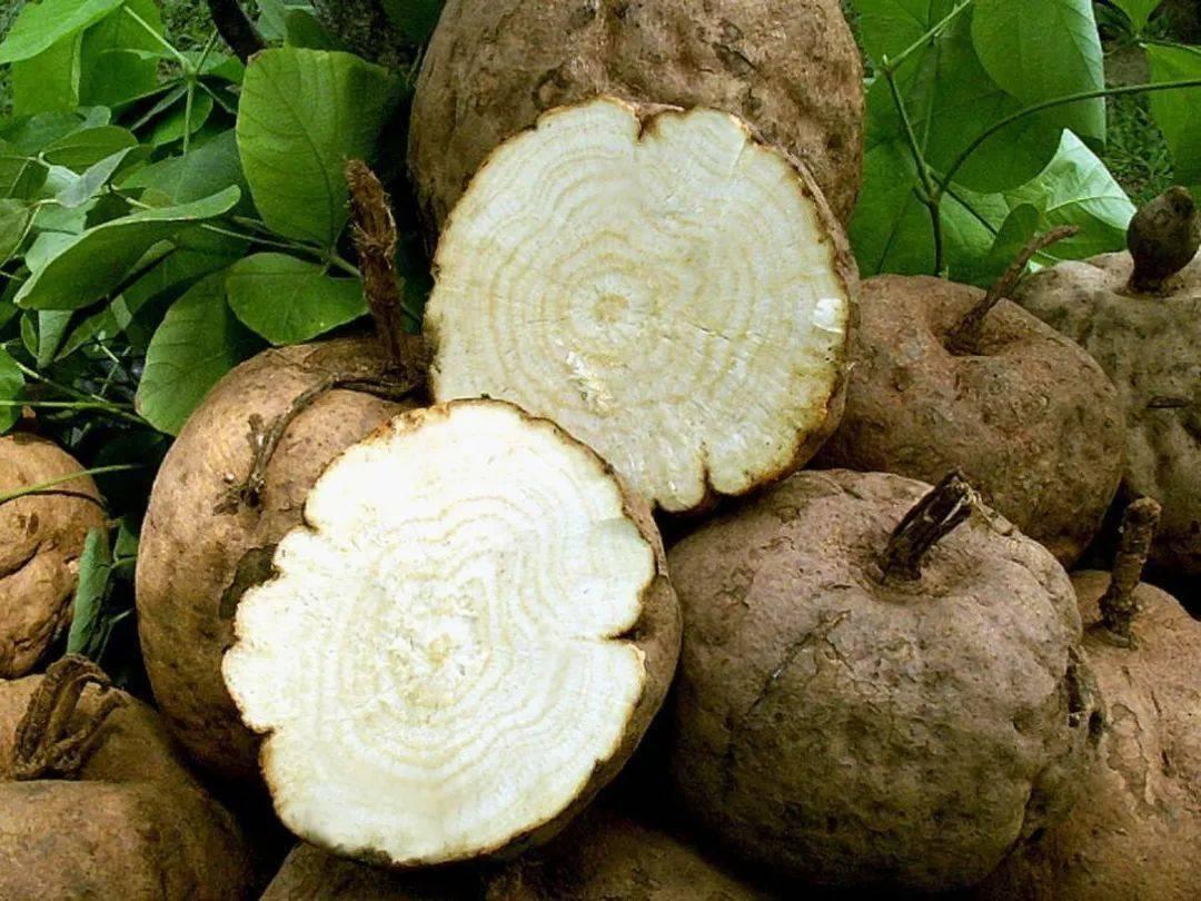 男人最痛--葛根