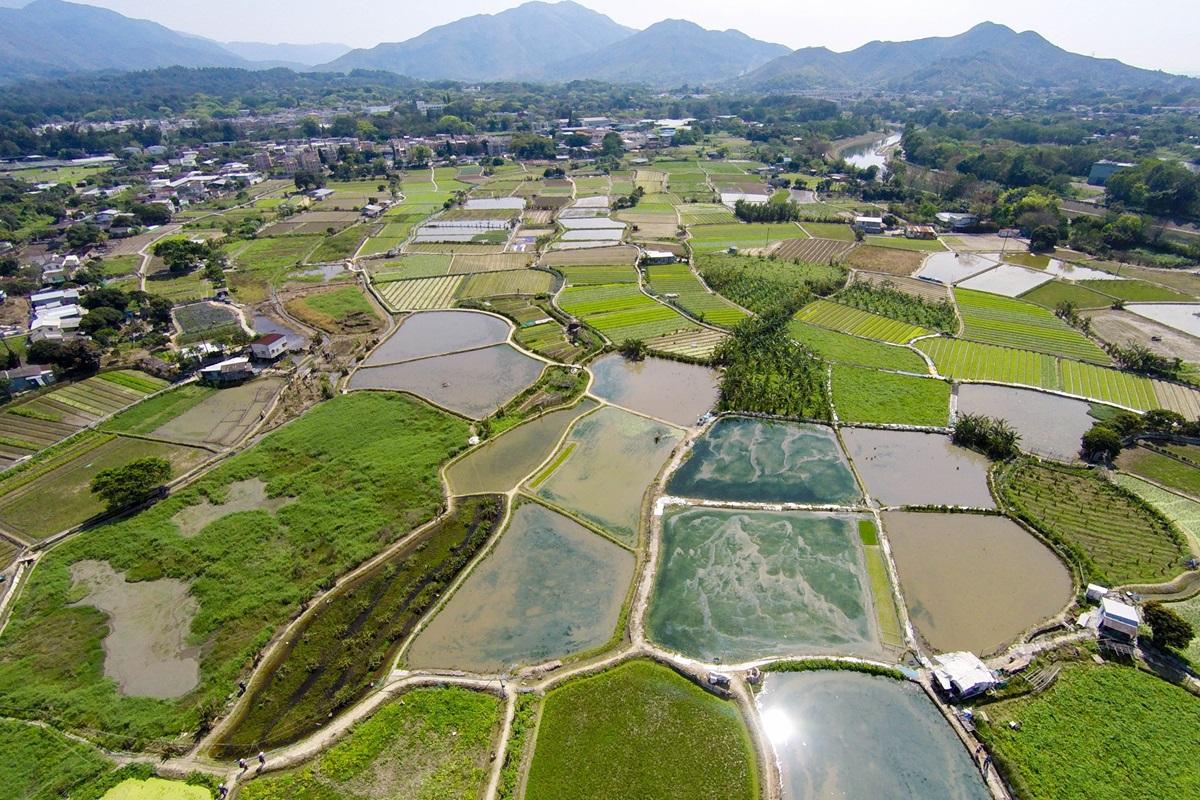 長春社表示，擬建東路將會令濕地碎片化，情況與1999年原落馬洲支線𠝹開塱原濕地類似，建議環諮會和政府參考當年否決興建高架橋的先例，在興建東路時改變走線，以避免影響濕地。(資料圖片／觀鳥會提供)