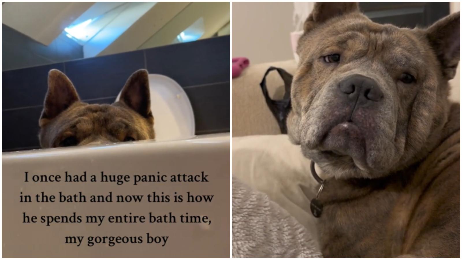 美國狗狗記得主人曾洗澡時病發　每晚忠心守在浴缸旁全程守護