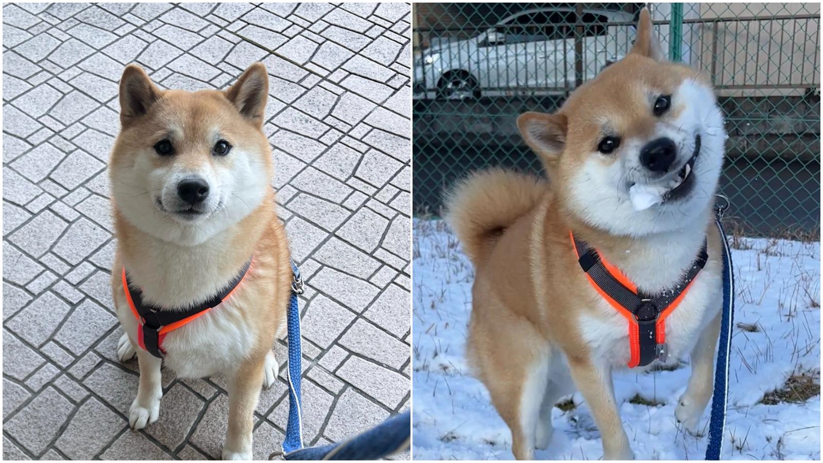 日本網紅柴犬打雪仗變食雪球大餐　主人崩潰：不是這樣玩的（多圖）