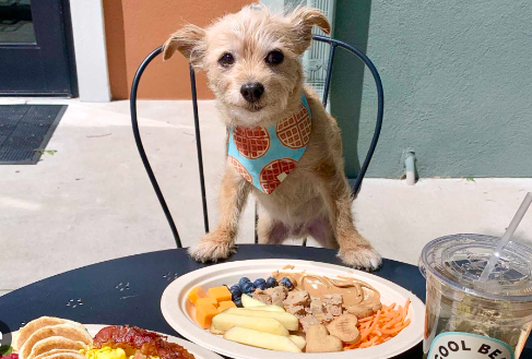 議員倡放寬狗隻入食肆  環境局：正檢討法例預計需1年 