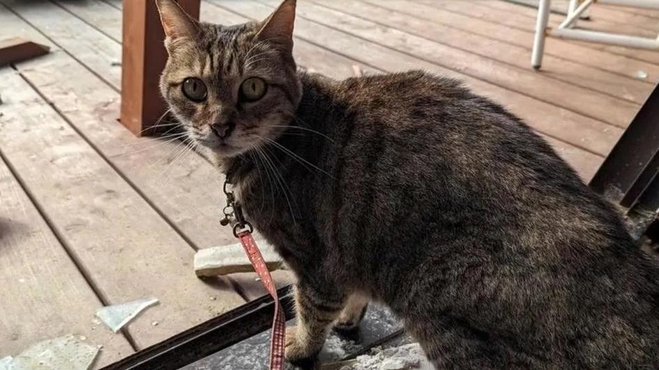 浩太郎在地震中受驚，到處流浪34天終回家。(互聯網)