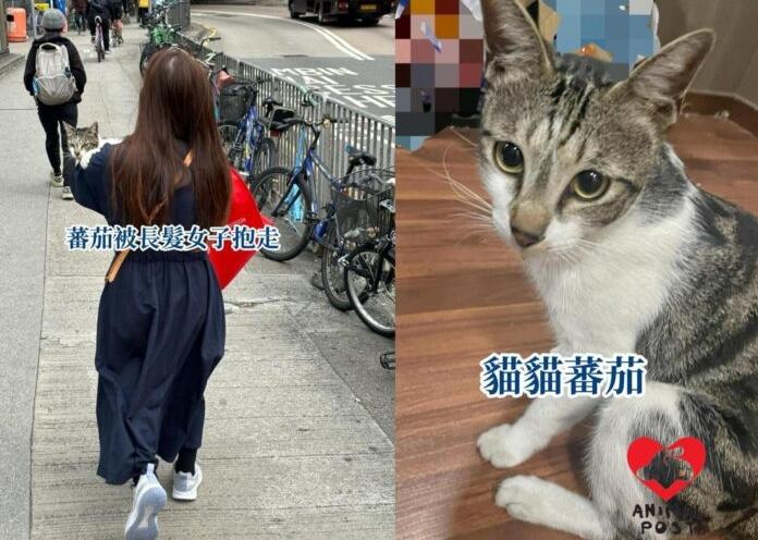 網上熱話｜元朗藥妝店貓店長「番茄」被抱走　遇熟客查問扮店員甩身