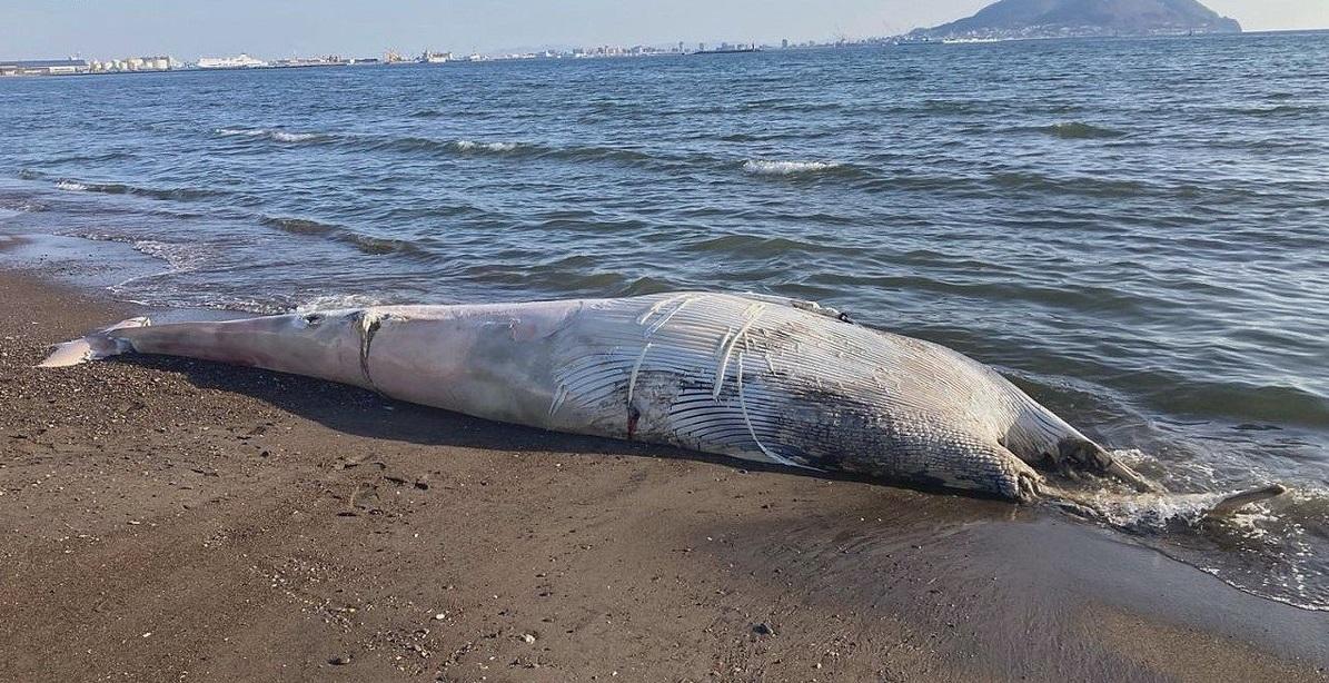 北海道北斗市七重濱海邊發現無頭鯨屍。(互聯網)