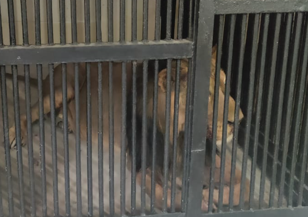 印度男疑喝醉後想跟獅子自拍　闖動物園爬欄跳入獅穴慘被咬死