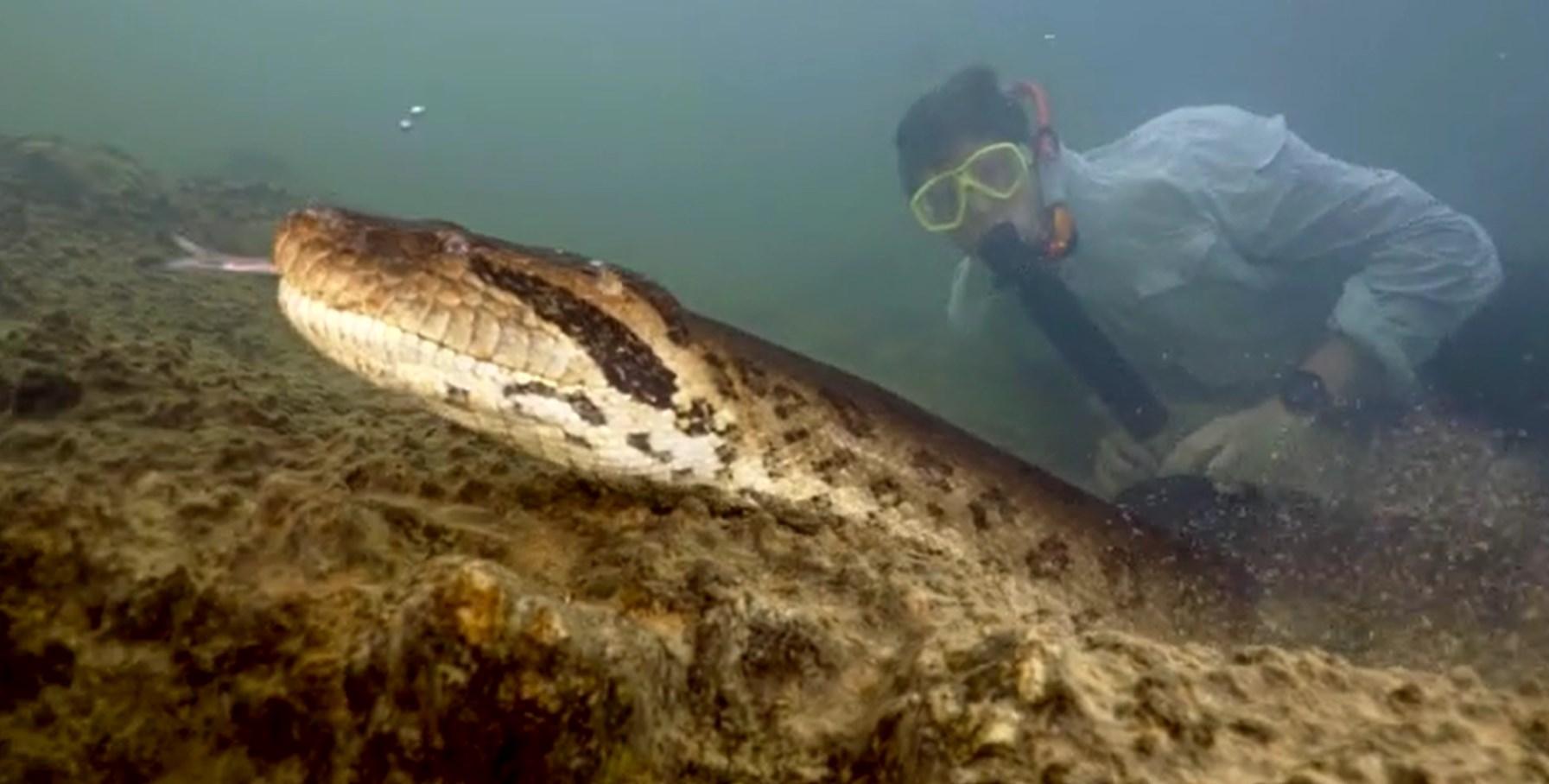 世上最大蛇！長26呎重440磅新品種巨蛇首發現 蛇頭大如人頭