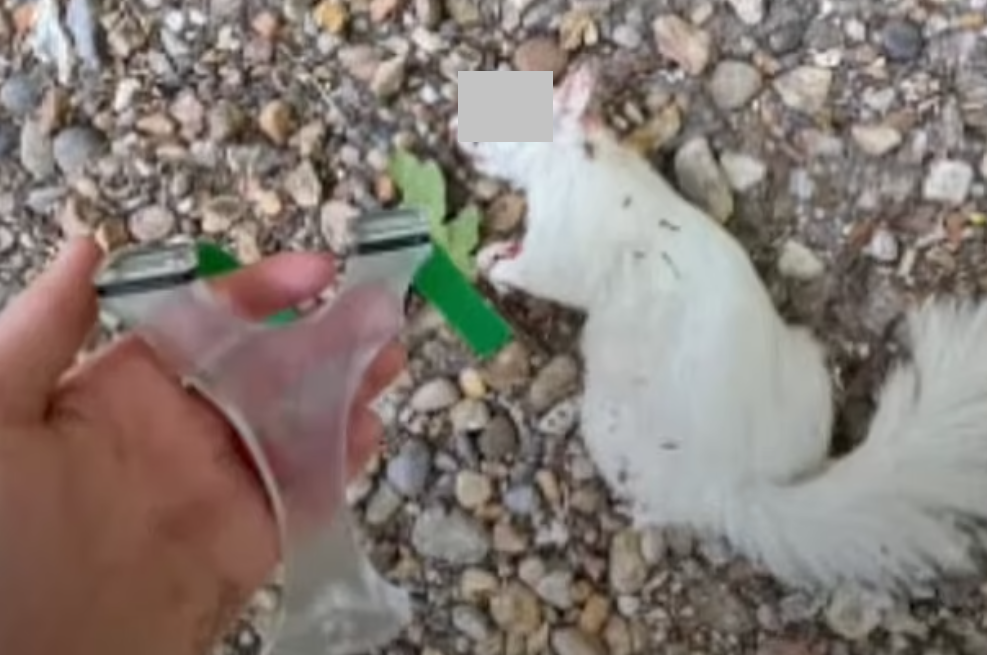 英驚現小學生虐殺動物群組 涉近500人 炫耀用「丫叉」射殺動物(有片)