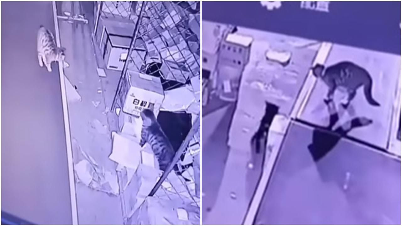 5公斤貓糧不翼而飛，CCTV揭毛大盜分工犯案。(bilibili)