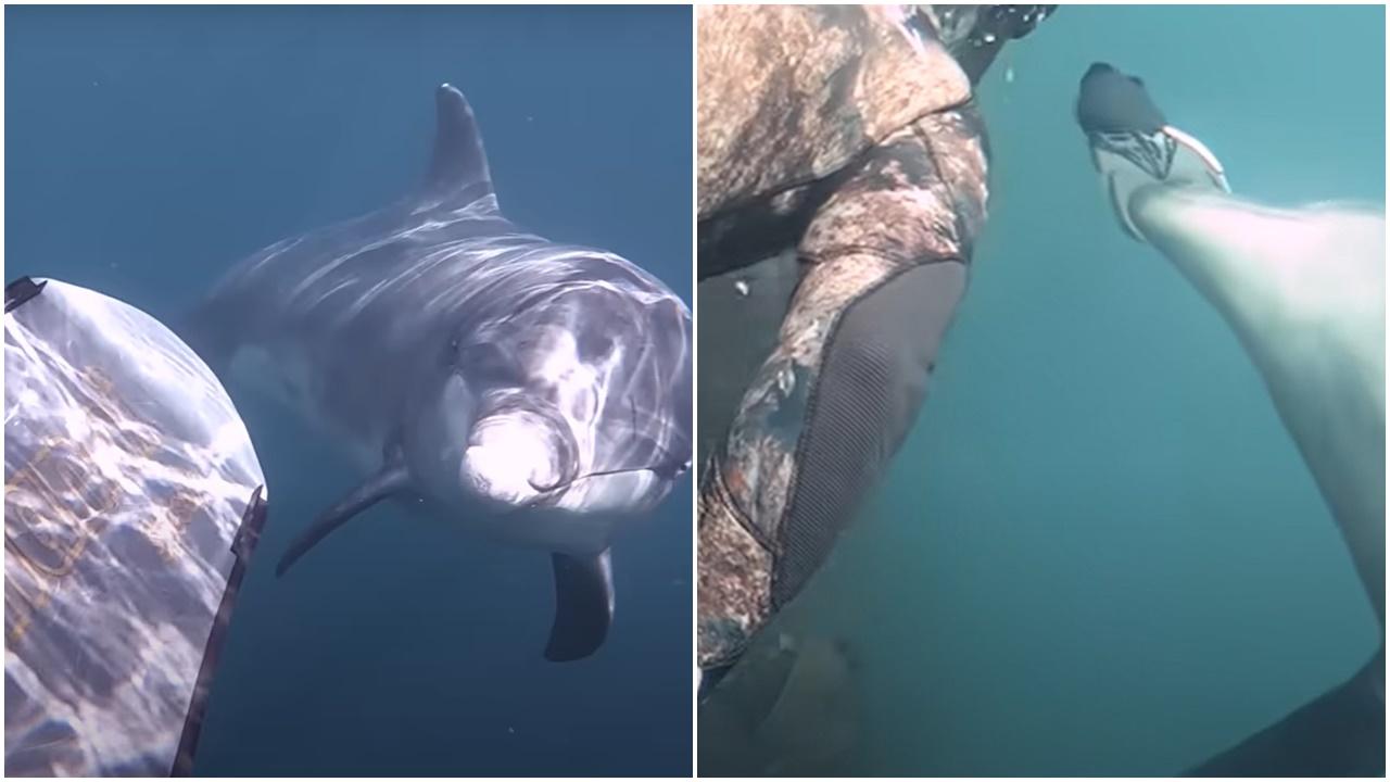 海豚見潛水員除鞋以為甩魚鯺，翌日送上另一隻蛙鞋。(YouTube)
