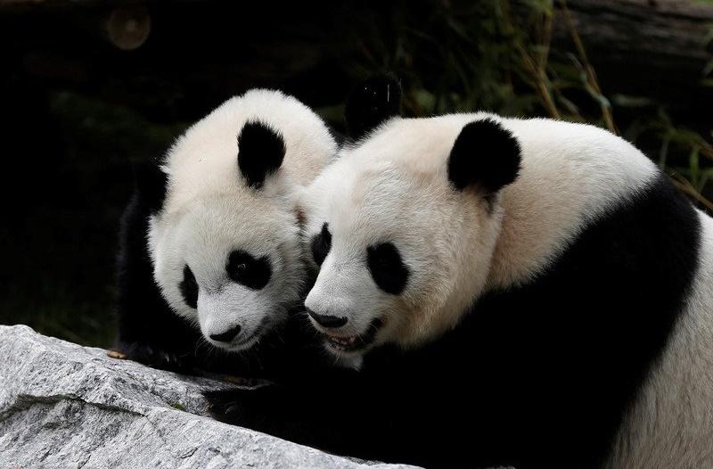 旅居西班牙大熊貓「冰星」及「花嘴巴」一家五口啟程返國。(X)