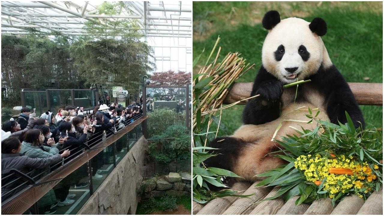 旅韓大熊貓「福寶」返國前最後露面，民眾等近7小時見5分鐘。