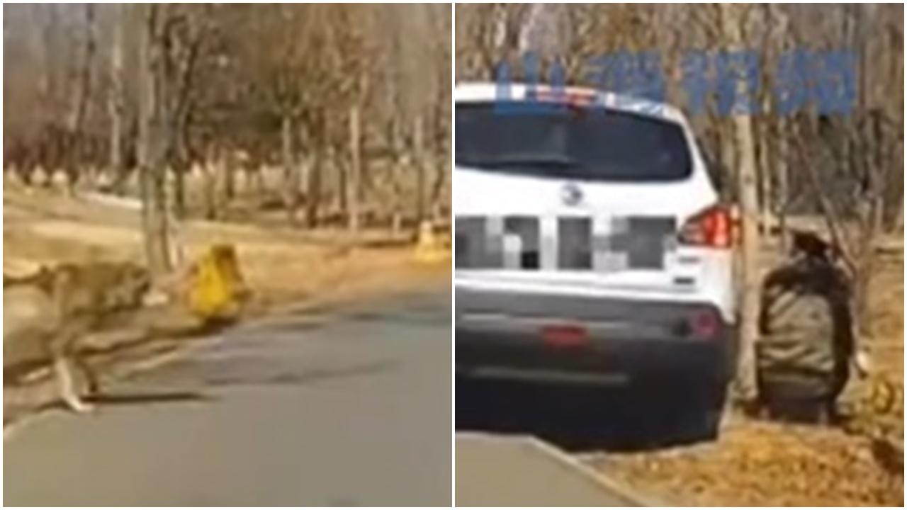 遊野生動物園莽婦抱仔落車小便，後車狂響按警告狼來了。(微博)