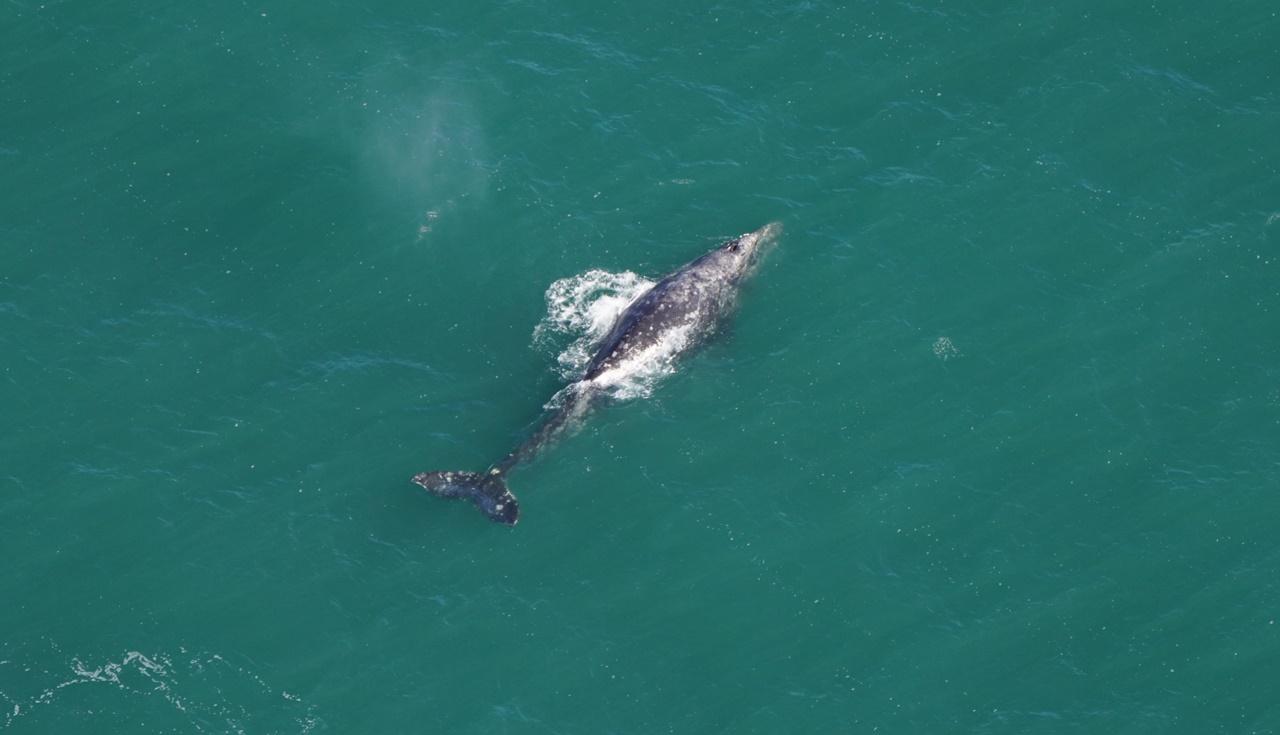 絕跡大西洋200年灰鯨重現，海洋學家卻稱不是好事。(X)