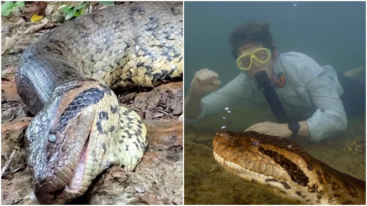 世上最大蛇，新品種巨蟒剛公布5星期便遭射殺，專家：悲傷且憤怒。(X)