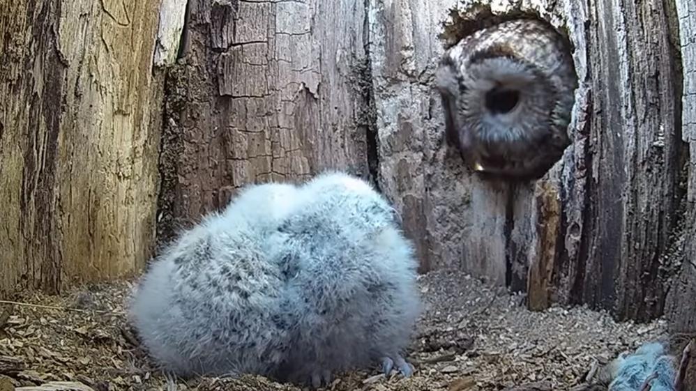 孵蛋失敗貓頭鷹回巢驚見2孤兒，驚喜一擁入懷獲回報。(YouTube)